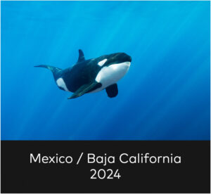 baja california