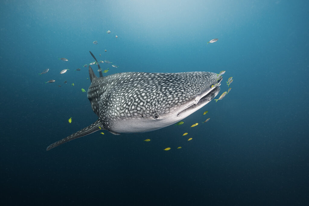 Whaleshark